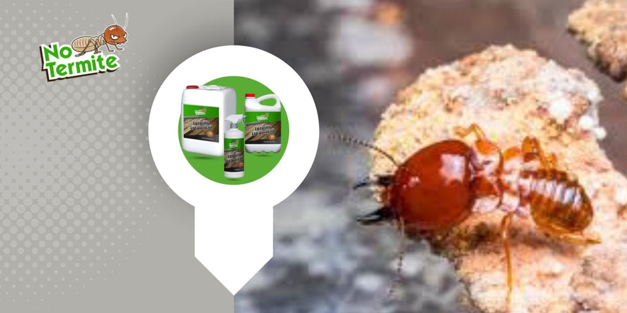 Hoe termieten elimineren zonder het milieu te beschadigen?