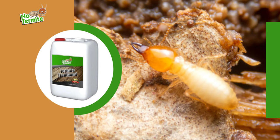 Wat zijn de valkuilen die je moet vermijden bij het bestrijden van termieten?