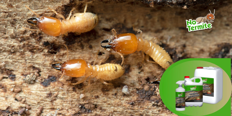 Hoe werken termietenbehandelingen?