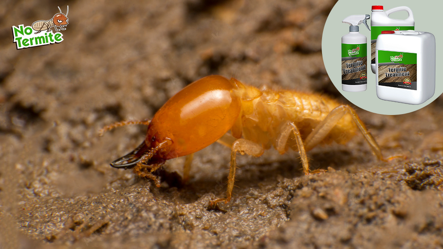 Termietenbescherming: een gids voor huiseigenaren voor termietensucces
